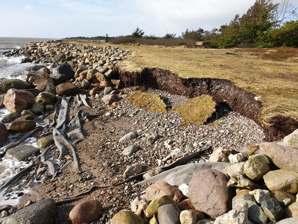 Nedfalden strandkant