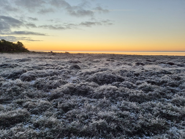 Frost i lyngen